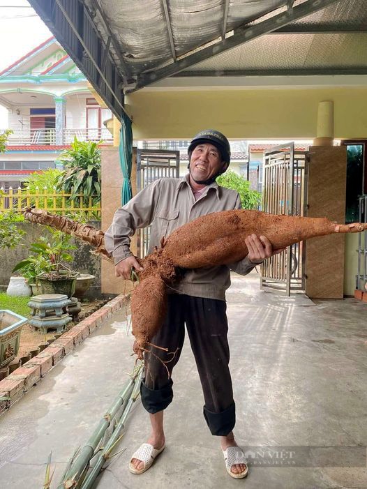 Lão nông Hà Tĩnh đào được củ sắn 'khủng' chưa từng có, dài hơn 1m, nặng 25kg ảnh 1