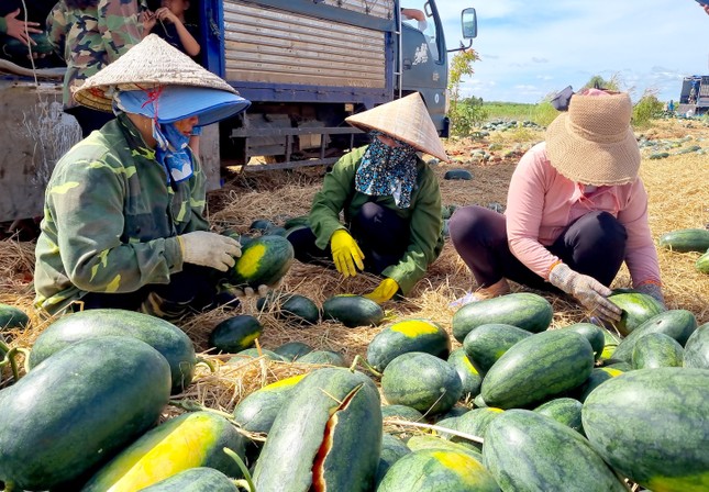 Xót cảnh dưa hấu cho bò ăn, vứt bỏ la liệt ảnh 5