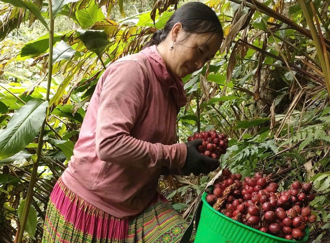 Trồng thảo quả dưới tán rừng, đồng bào Mông ở Mù Cang Chải thoát nghèo ảnh 3