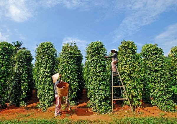 Lý do giá 'vàng đen' liên tục tăng mạnh ảnh 1