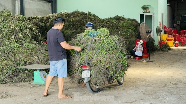 Thấy gì từ việc giá cau tăng sốc rồi ‘bốc hơi’? ảnh 1