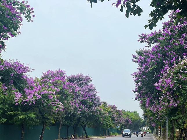 'Kiếp nạn' của hoa bằng lăng ảnh 4