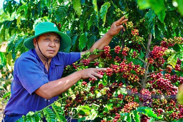 Giá cà phê tăng cao: Người dân lo nạn trộm cắp ảnh 1