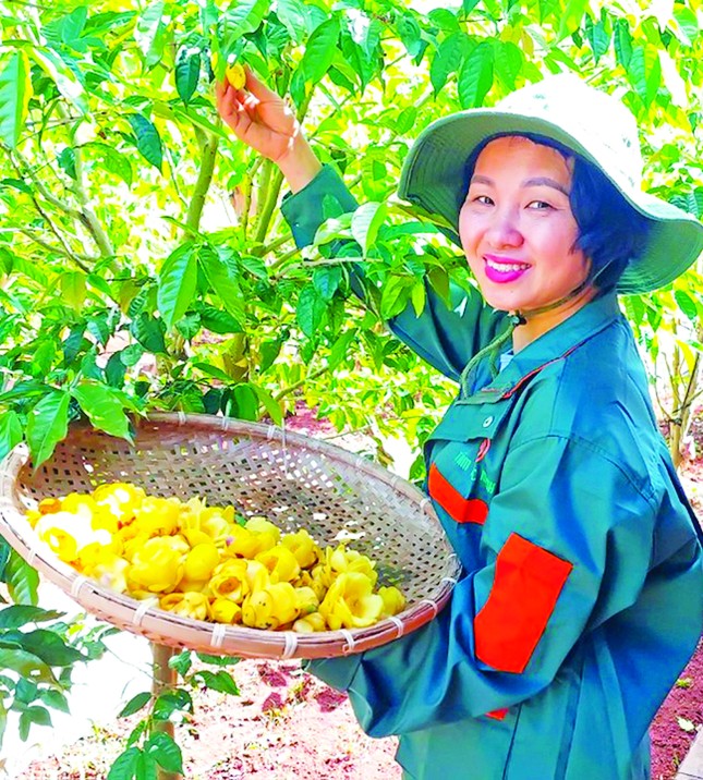 Đất trời 'hội tụ' bên đồi chè cổ thụ ảnh 2