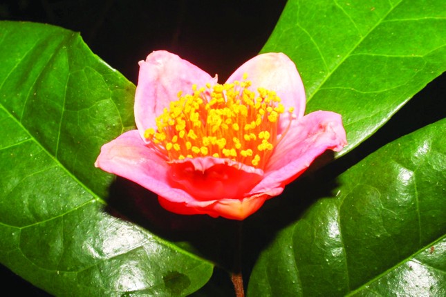 Như ở cõi Thiên thai ảnh 4