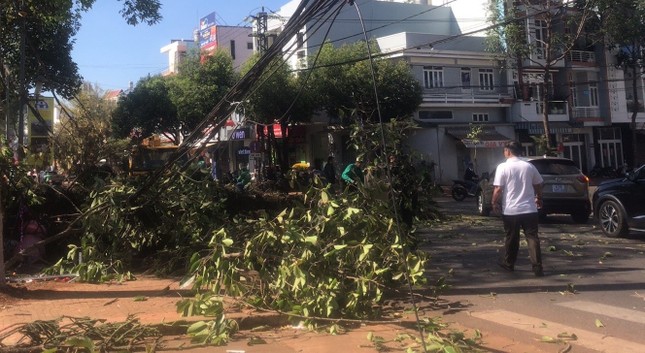 A girl in Buon Ma Thuot was hit by a falling pine tree and died photo 3