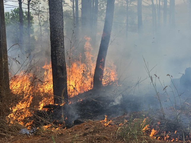 Lửa cháy đỏ rực rừng thông ở Đắk Nông: Sở Nông nghiệp nói gì? ảnh 5