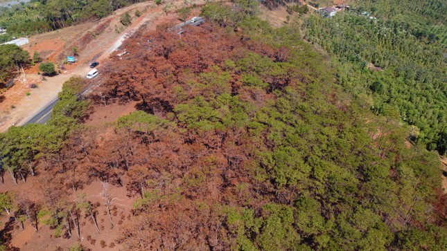 Lửa cháy đỏ rực rừng thông ở Đắk Nông: Sở Nông nghiệp nói gì? ảnh 1