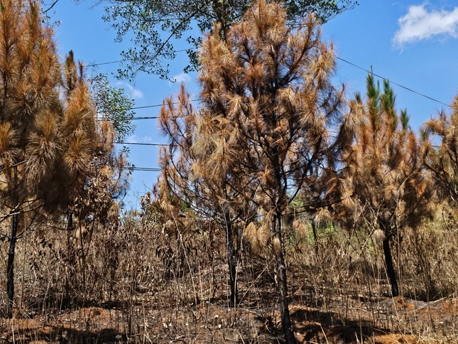 Lửa cháy đỏ rực rừng thông ở Đắk Nông: Sở Nông nghiệp nói gì? ảnh 3