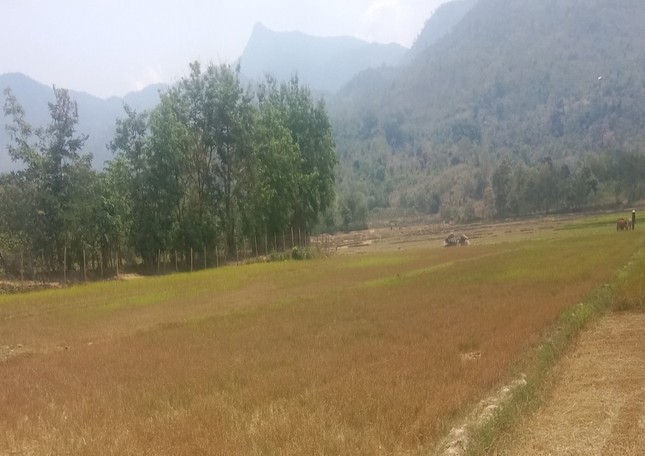 Thousands of hectares of crops in Dak Lak are at risk of dying due to drought photo 3