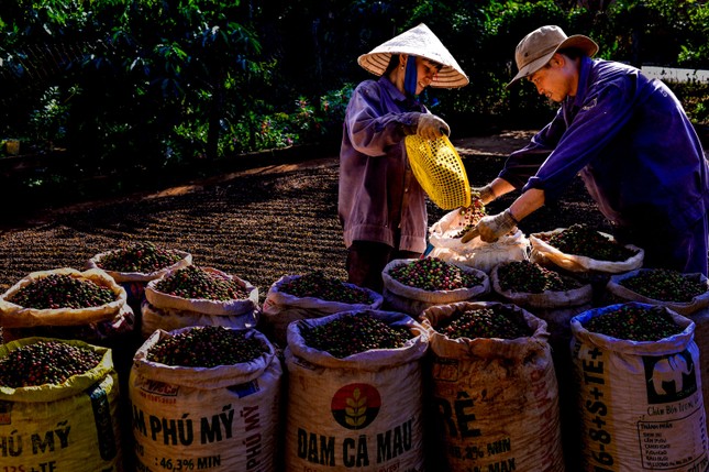 Nhộn nhịp mùa thu hoạch cà phê trên cao nguyên Đắk Lắk ảnh 4