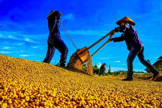 Nhộn nhịp mùa thu hoạch cà phê trên cao nguyên Đắk Lắk ảnh 6