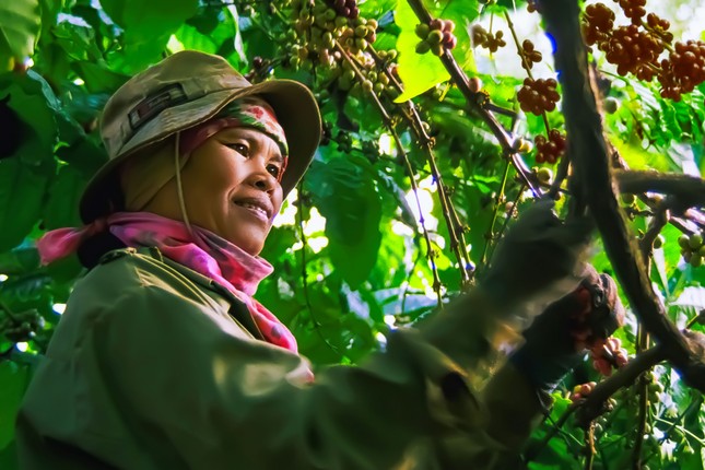 Nhộn nhịp mùa thu hoạch cà phê trên cao nguyên Đắk Lắk ảnh 3