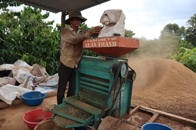 Nhộn nhịp mùa thu hoạch cà phê trên cao nguyên Đắk Lắk ảnh 2