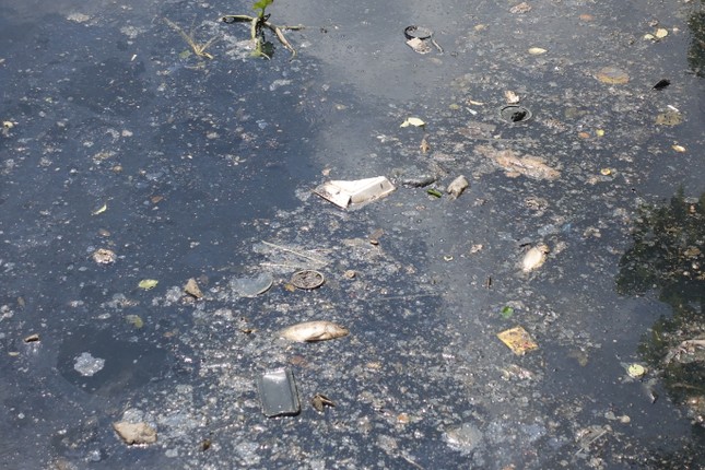 Cá chết, rác thải nổi trên kênh Nhiêu Lộc - Thị Nghè ảnh 8
