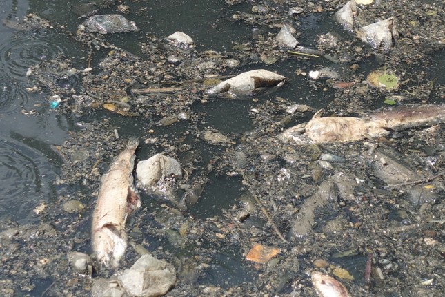 Cá chết, rác thải nổi trên kênh Nhiêu Lộc - Thị Nghè ảnh 4