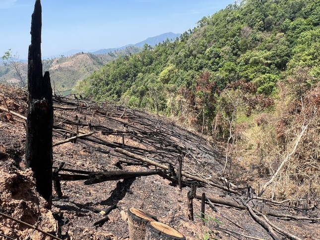 Rừng bị phá, đốt nhưng địa phương báo cáo 'dọn thực bì'