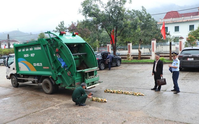 Tiêu hủy gần 150 cây giống sâm Ngọc Linh dởm ảnh 2