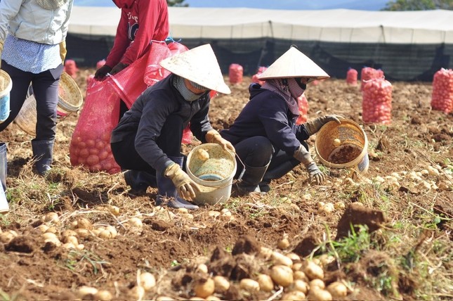 Điều tra vụ 'phù phép' khoai tây Trung Quốc thành nông sản Đà Lạt ảnh 2