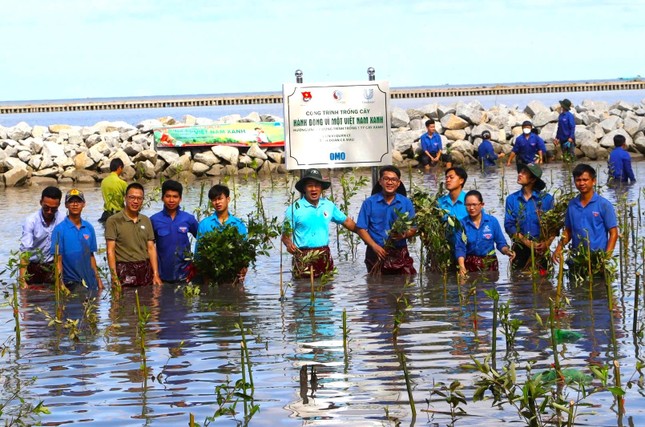 Thanh niên Cà Mau trồng 120.000 cây xanh chắn sóng ảnh 2