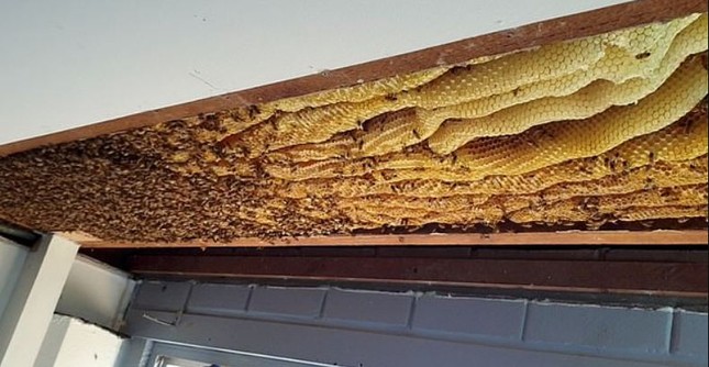 Giật mình khi phát hiện tổ ong mật khổng lồ có hơn 60,000 con trên trần nhà ảnh 1