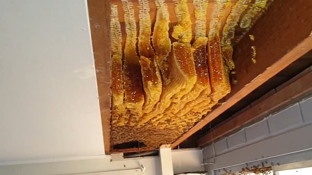 Giật mình khi phát hiện tổ ong mật khổng lồ có hơn 60,000 con trên trần nhà ảnh 2
