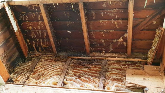 Giật mình khi phát hiện tổ ong mật khổng lồ có hơn 60,000 con trên trần nhà ảnh 3