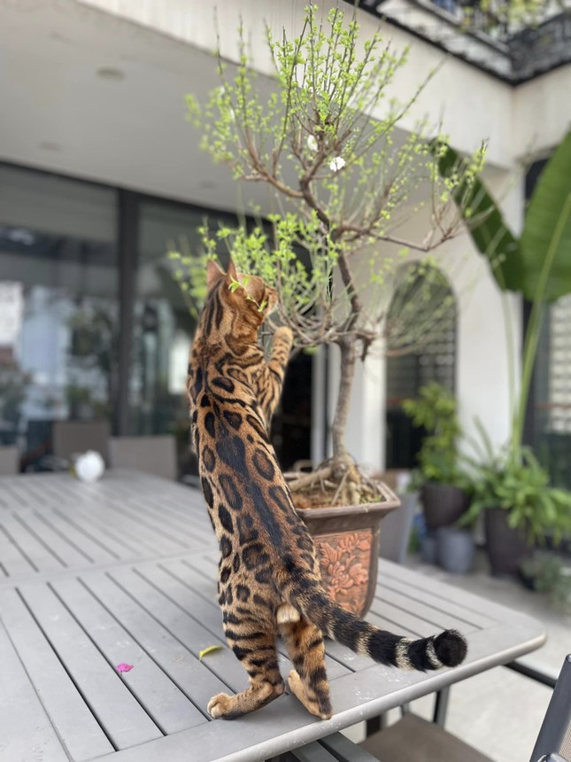 Tết của ông hoàng nhạc đỏ ảnh 5
