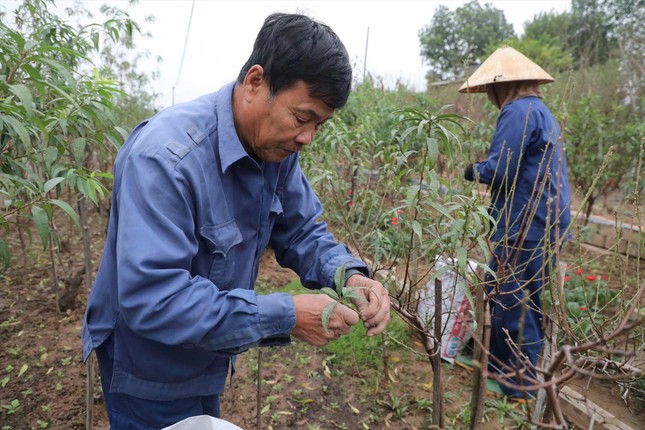 Làng đào gắng gượng vào vụ Tết ảnh 1