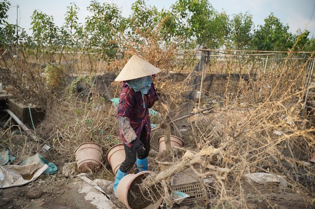 Tái thiết sau báo Yagi: Thấp thỏm khôi phục làng cây cảnh lớn nhất miền Bắc