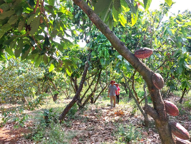 'Đột nhập' vườn ca cao trĩu quả đang vào vụ thu hoạch ảnh 1