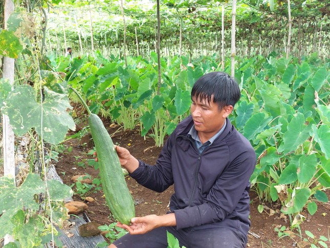 Làm giàu từ... xơ mướp ảnh 5