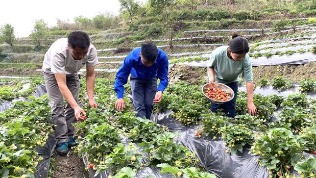 Thanh niên người Mông khởi nghiệp trồng dâu tây trên đất cằn, thu trăm triệu mỗi năm ảnh 4