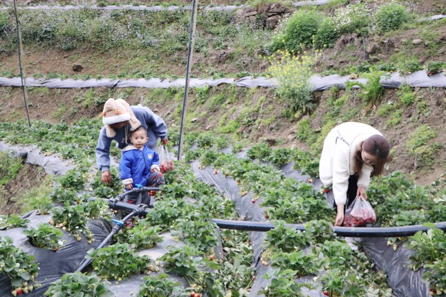 Thanh niên người Mông khởi nghiệp trồng dâu tây trên đất cằn, thu trăm triệu mỗi năm ảnh 5