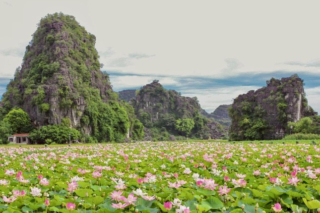 Mùa sen nở rộ, giới trẻ nô nức về Ninh Bình chụp ảnh ảnh 1