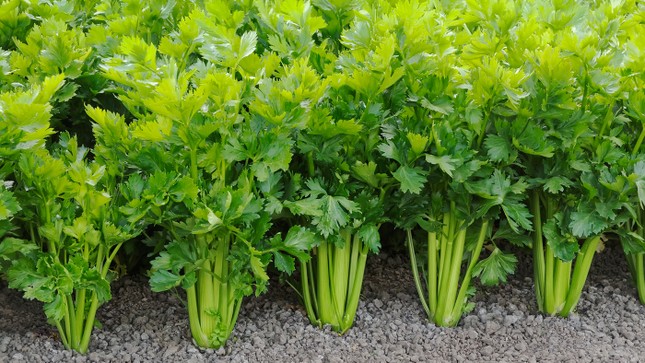 Cơ thể thiếu hay thừa i-ốt đều tai hại như nhau ảnh 10