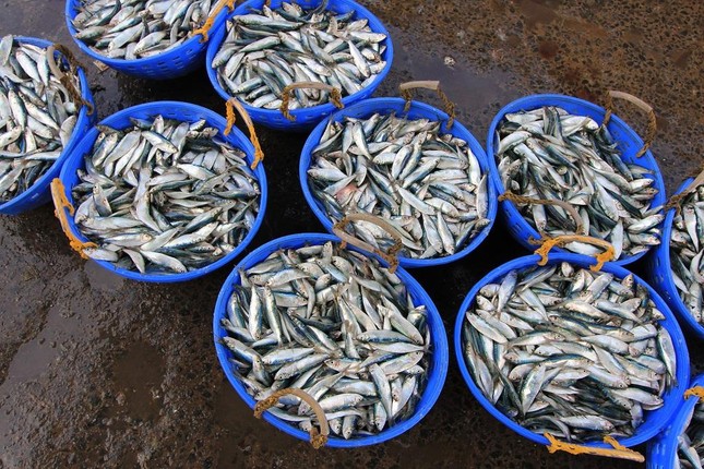 Dấu hiệu cảnh báo bệnh gout mà bạn không ngờ tới ảnh 4