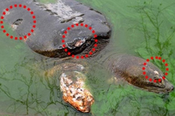 Những điều không nhiều người biết về cụ Rùa Hồ Hoàn Kiếm hình ảnh 1