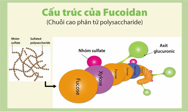 Cơ chế chống oxy hóa của Fucoidan ảnh 2