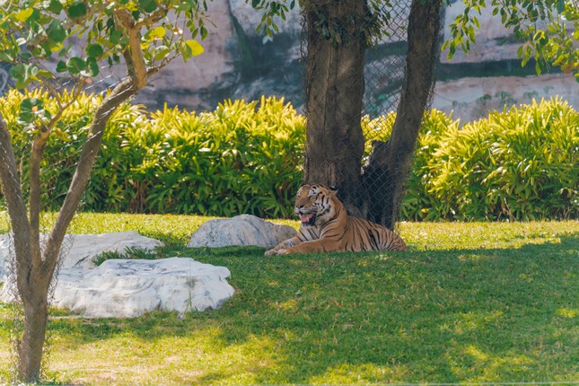 Hành trình cứu hộ hơn 1.500 động vật hoang dã của River Safari Nam Hội An ảnh 4