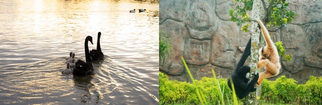 Hành trình cứu hộ hơn 1.500 động vật hoang dã của River Safari Nam Hội An ảnh 6
