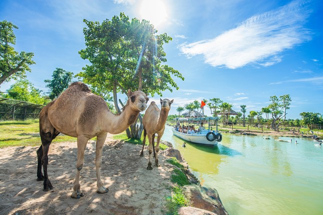 Hành trình cứu hộ hơn 1.500 động vật hoang dã của River Safari Nam Hội An ảnh 7