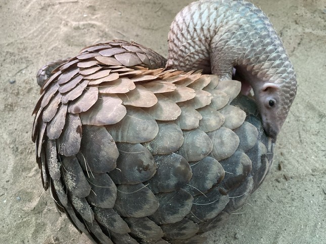 Hành trình cứu hộ hơn 1.500 động vật hoang dã của River Safari Nam Hội An ảnh 8