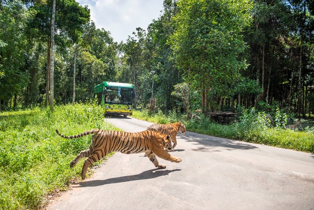 Vinpearl Safari - 'Thiên đường du lịch xanh' của Phú Quốc ảnh 1