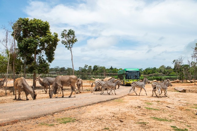 Vinpearl Safari - 'Thiên đường du lịch xanh' của Phú Quốc ảnh 2