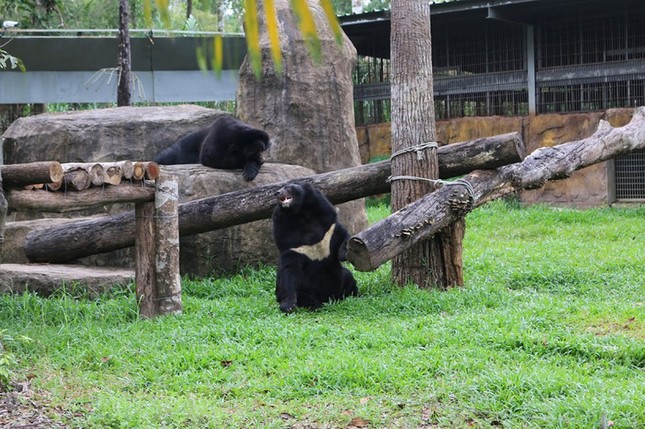Vinpearl Safari - 'Thiên đường du lịch xanh' của Phú Quốc ảnh 3