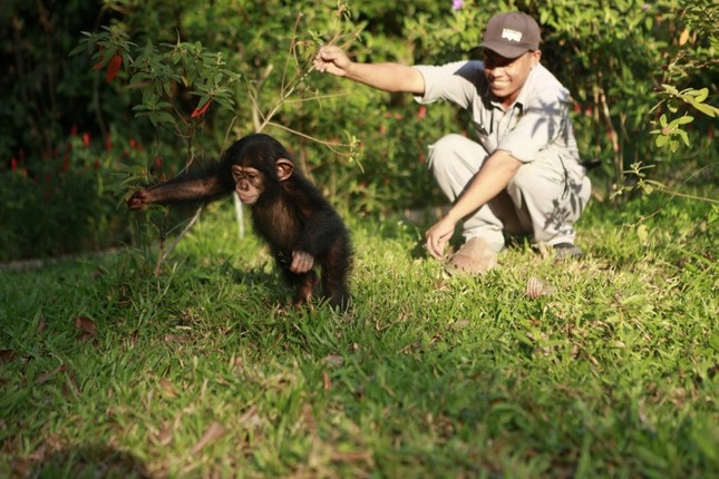 Vinpearl Safari - 'Thiên đường du lịch xanh' của Phú Quốc ảnh 6