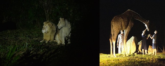 Siêu hot trải nghiệm 'nhập vai bảo mẫu nhí' cực hút khách tại Vinpearl Safari ảnh 8