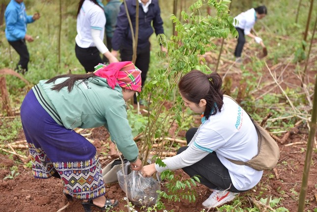 ABBANK thành công gây quỹ 50.000 cây gỗ lớn cho các gia đình khó khăn tỉnh Quảng Bình ảnh 2