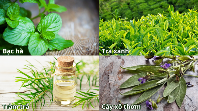 Hè này, cùng Sanct Bernhard đánh bay mùi cơ thể ảnh 2